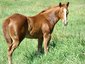 Vision Performance Horses