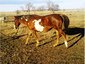 Painted Eagle Ranch