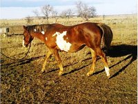 Painted Eagle Ranch