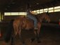 Ride Like The Wind Stables