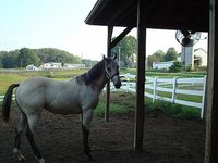 Dreams Come True Stables