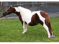 Aalin Ranch Miniature Stud and Exotics