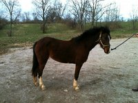 Cherry Hill Ponies