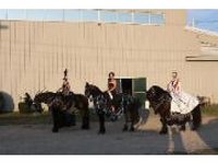 DD Performance Horses