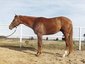 Allison Parker Performance Horses
