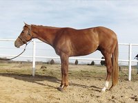 Allison Parker Performance Horses