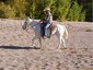 WILLIAMS HORSES