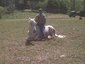 All About Horses