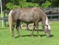 Windkist Acres