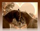SHADOW RIDGE STABLES