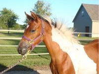 R&A Performance Horses