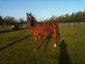 Alaili Stables