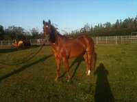 Alaili Stables
