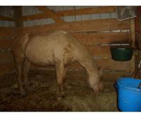 Overland Stables
