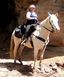Horses For Sale