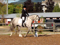 Cross Country Horse Sales