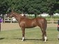 AE Performance Horses