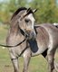 ISIS Arabians