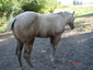 MF Quarter Horses and Quality Mules