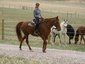 Gaits For Glory