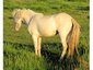 IC Ponies