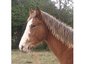 Southern Gaits Stables