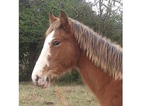 Southern Gaits Stables