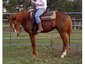 Slide N Style Performance Horses