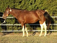 Austin Stables