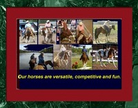 Dallaire Paints and Quarter Horses