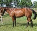 Critser Performance Horses