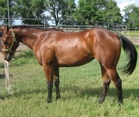 Critser Performance Horses
