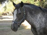 Galloping Sow Farm