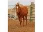 KT Ranch