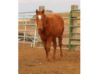 KT Ranch