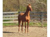 Serenity Stables
