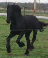 Cashmere Friesian Sport Horses