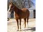 Cooleys Performance Horses