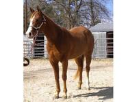Cooleys Performance Horses