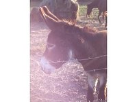 -T Ranch