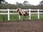 Fern Mountain Equestrian