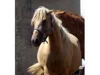 Misty View Stables