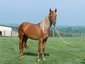 Double Diamond Ranch