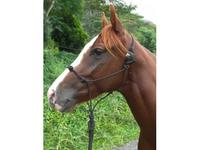 tradewinds ranch llc