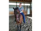 Higgins Stables
