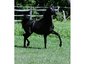 Hughes Arabians