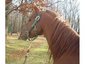 JoZ's Training & Second Chance Equine