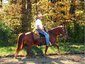 Rode Hard Ranch Gaited Saddle Horses