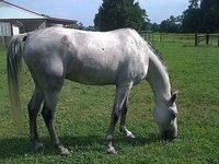 Pasture/Boarding