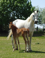 Double Starz Ranch